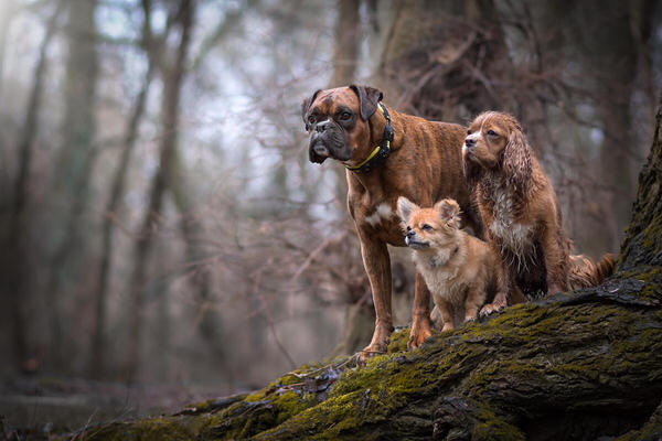 Photograph Tamas Szarka The Gang on One Eyeland