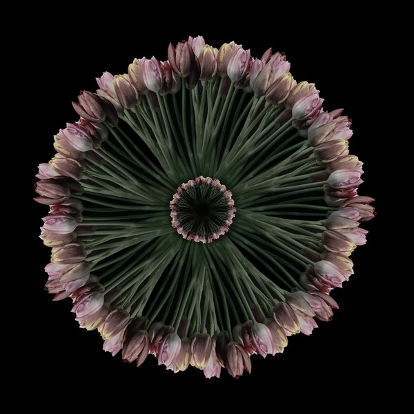 Photograph Marc Sabat Crown Of Tulips on One Eyeland