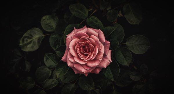 Photograph Nana Yaya Rose on One Eyeland