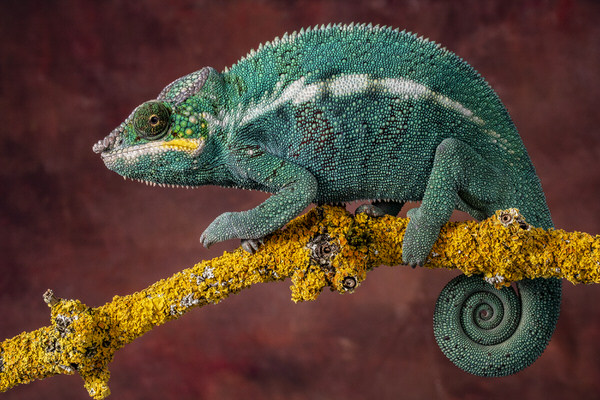 Photograph Angi Wallace Floki on One Eyeland