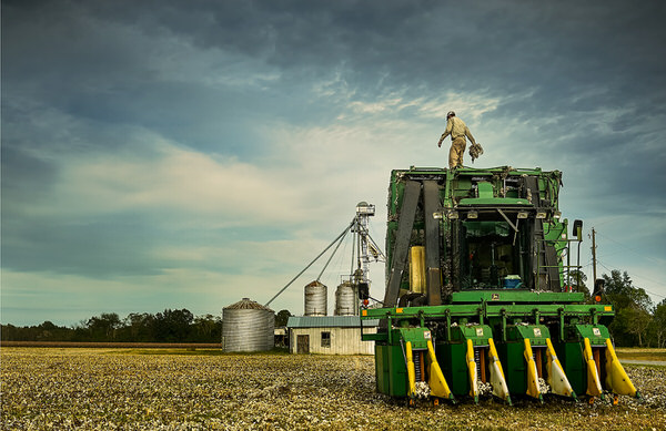 Photograph Robb Scharetg Cotton Harvester Clean Out on One Eyeland
