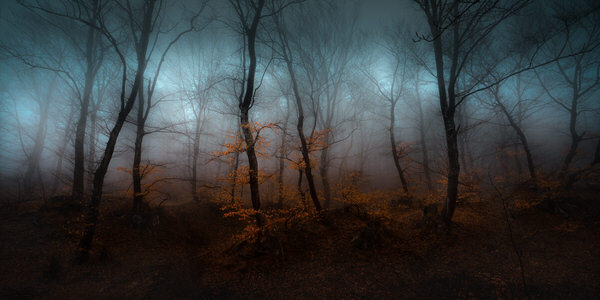 Photograph Veselin Atanasov Balkan Forest on One Eyeland