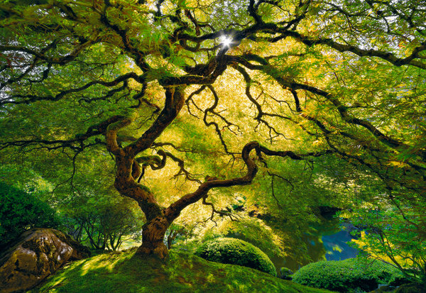 Photograph Peter Lik Inner Peace on One Eyeland