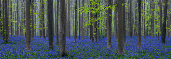Photograph Peter Lik Fascination on One Eyeland