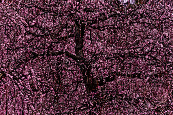 Photograph Yoshitaka Aida Sakura Tree Blossoms on One Eyeland