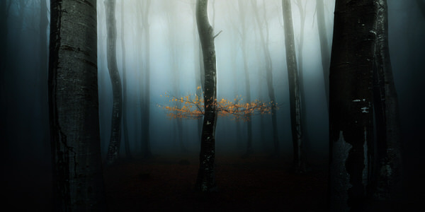 Photograph Veselin Atanasov The Old Forest on One Eyeland