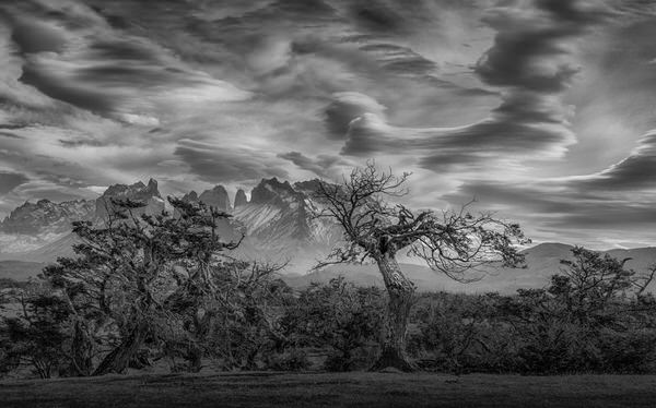 Photograph Peter Svoboda Trees Below Patagonia Skies on One Eyeland