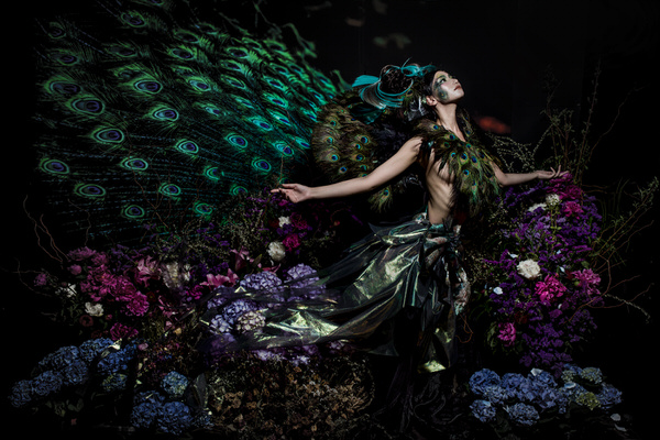 Photograph Haseo Hasegawa Peacock 2 on One Eyeland