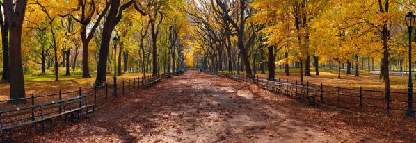 Photograph Peter Lik Central Park on One Eyeland
