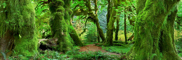 Photograph Craig Bill Hall Of Mosses on One Eyeland