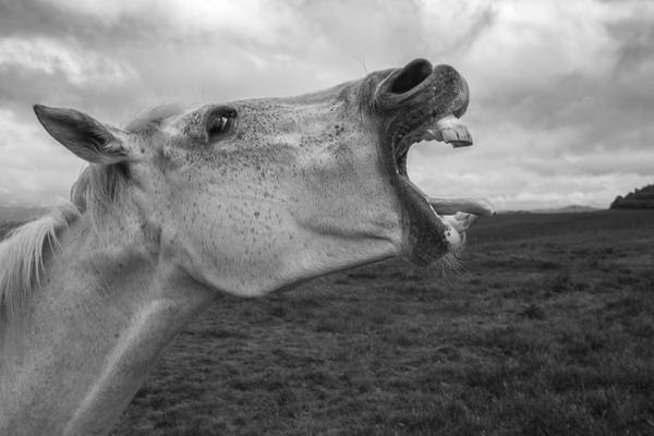 Photograph Christian Brogi The Yawn on One Eyeland
