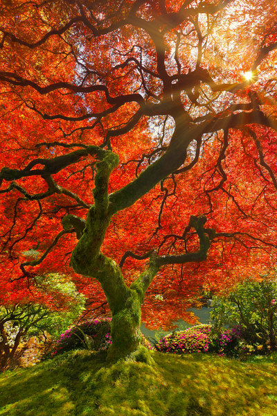 Photograph Craig Bill Wishing Tree on One Eyeland