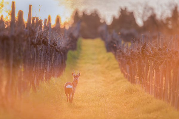 Photograph Jaka Ivancic Roe Deer On Debeli Rtic on One Eyeland