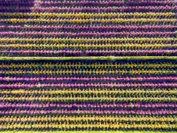 Photograph Phil Armitage The Pear Tree Orchard on One Eyeland