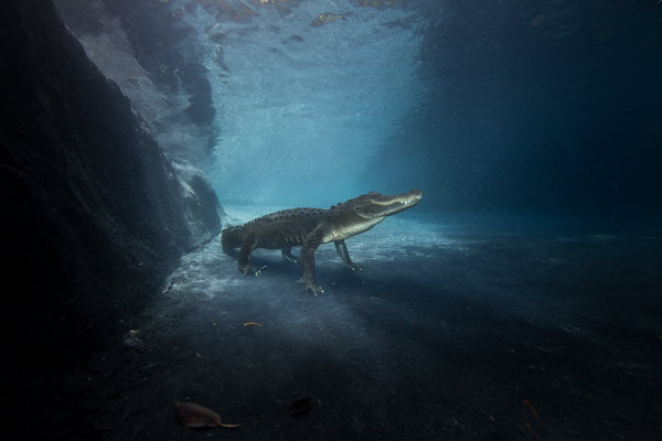 Photograph Russell Satterthwaite Alligator At Rest on One Eyeland