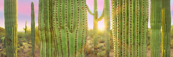 Photograph Craig Bill Desert Solitude on One Eyeland