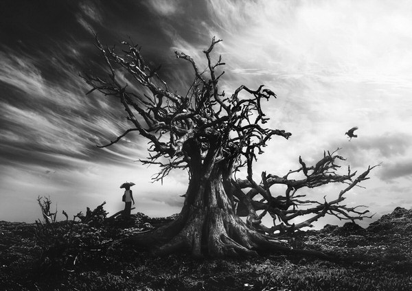 Photograph Kazutoshi Kawakami The Big Died Tree on One Eyeland