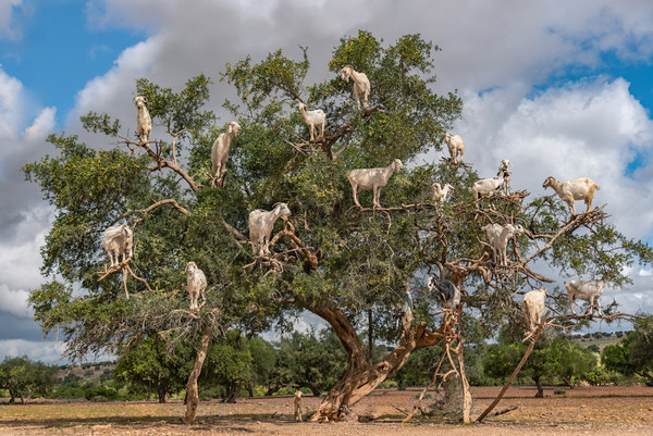 Photograph Carina Augusto Goat Clan on One Eyeland