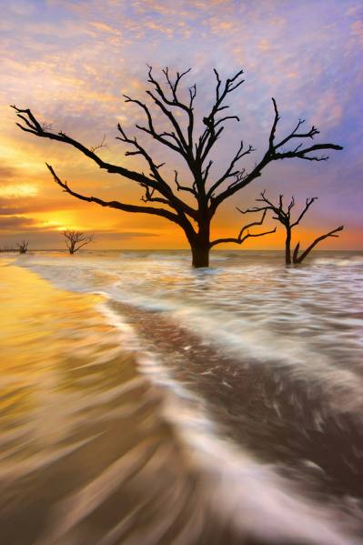 Photograph Craig Bill Tidal Trees on One Eyeland