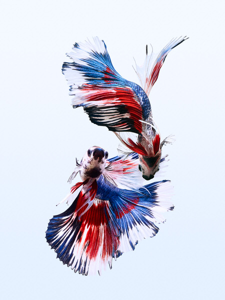 Photograph Tal Silverman Betta Ocean on One Eyeland