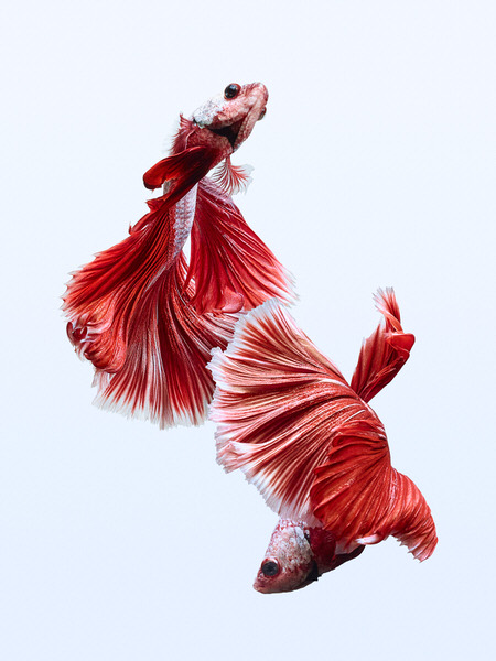 Photograph Tal Silverman Betta Dragon on One Eyeland