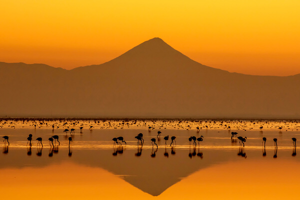 Photograph Sina Azizi The Paradise Of Flamingos on One Eyeland