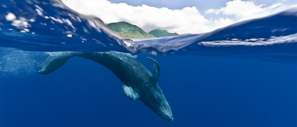 Photograph Cesere Brothers Maui Keiki on One Eyeland