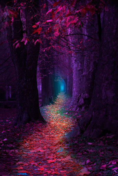 Photograph Mevludin Sejmenovic Fairytale Pathway on One Eyeland