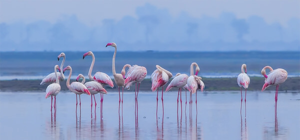 Photograph Dolly Kabaria Flamingos on One Eyeland