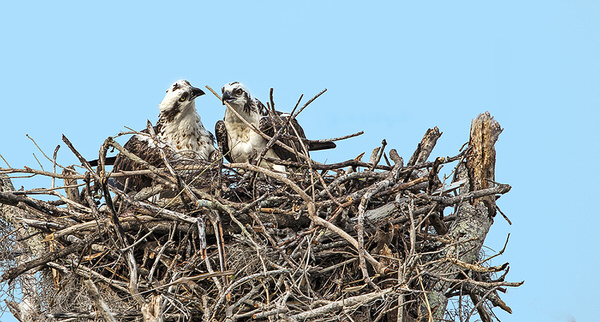Photograph Dolly Kabaria Ospreys Nest on One Eyeland