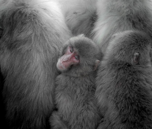 Photograph Yoshitaka Aida Wild Japanese Monkey on One Eyeland