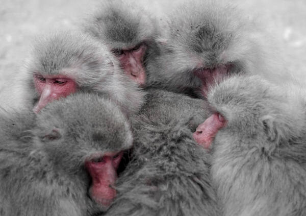 Photograph Yoshitaka Aida Wild Japanese Monkey on One Eyeland