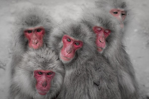 Photograph Yoshitaka Aida Wild Japanese Monkey on One Eyeland