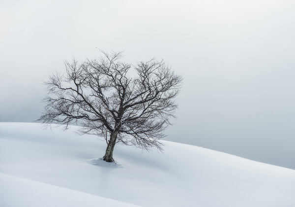 Photograph Kazuaki Koseki White Tree on One Eyeland