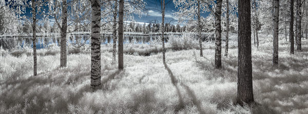 Photograph Petri Damsten Fluffy Forest on One Eyeland
