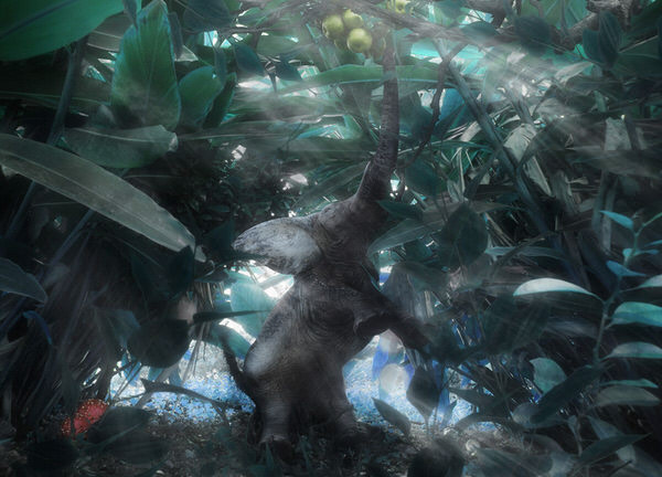 Photograph Kazutoshi Kawakami My Only Forest on One Eyeland