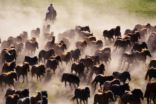 Photograph Daniel Zheng Rushing Horses on One Eyeland