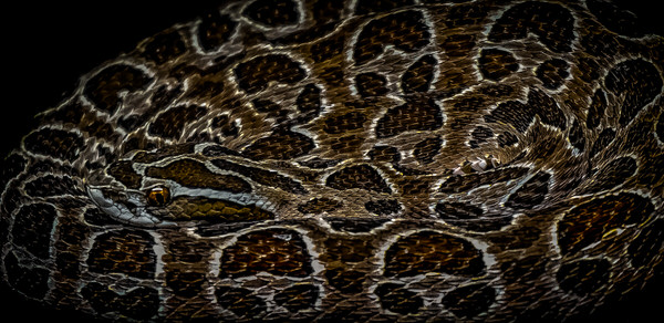 Photograph Yoshitaka Aida Snake on One Eyeland