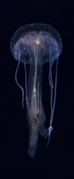 Photograph Cesere Brothers Phantasm on One Eyeland