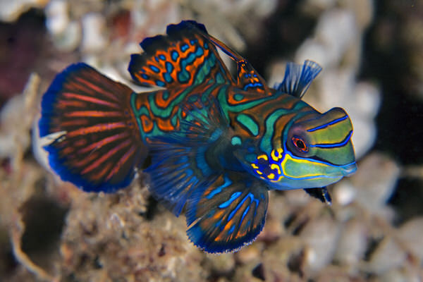Photograph Cesere Brothers Mandarin on One Eyeland