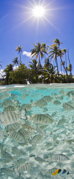 Photograph Cesere Brothers One Of These Fish Is Not Like The Others on One Eyeland