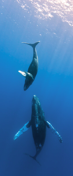 Photograph Cesere Brothers Baby In Flight on One Eyeland