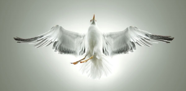 Photograph Ruadh Delone Pigeon on One Eyeland