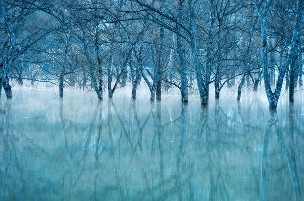 Photograph Kazuaki Koseki Awakening Of Trees on One Eyeland