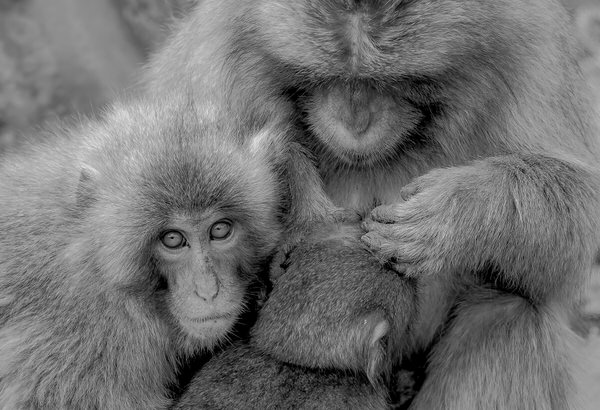 Photograph Yoshitaka Aida Japanese Monkey on One Eyeland