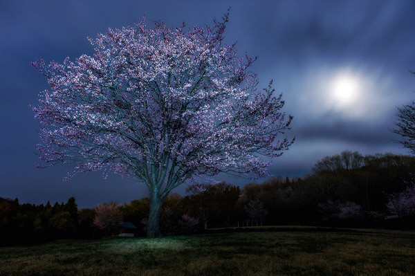 Photograph Kazuaki Koseki Moon And Cherry Blossom on One Eyeland
