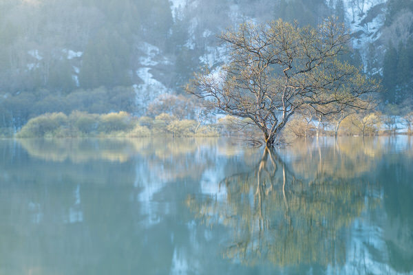 Photograph Kazuaki Koseki Morning Of Bud Blowing on One Eyeland