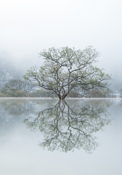 Photograph Kazuaki Koseki Tree Of Life on One Eyeland