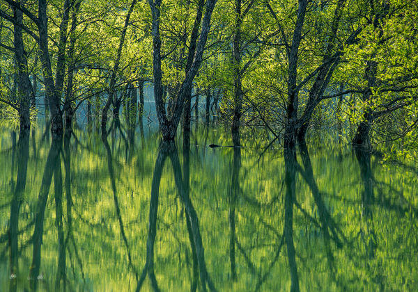 Photograph Kazuaki Koseki Water Trees on One Eyeland