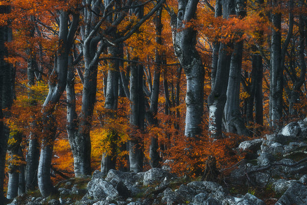 Photograph Zsolt Andras Szabo Standing Tall on One Eyeland